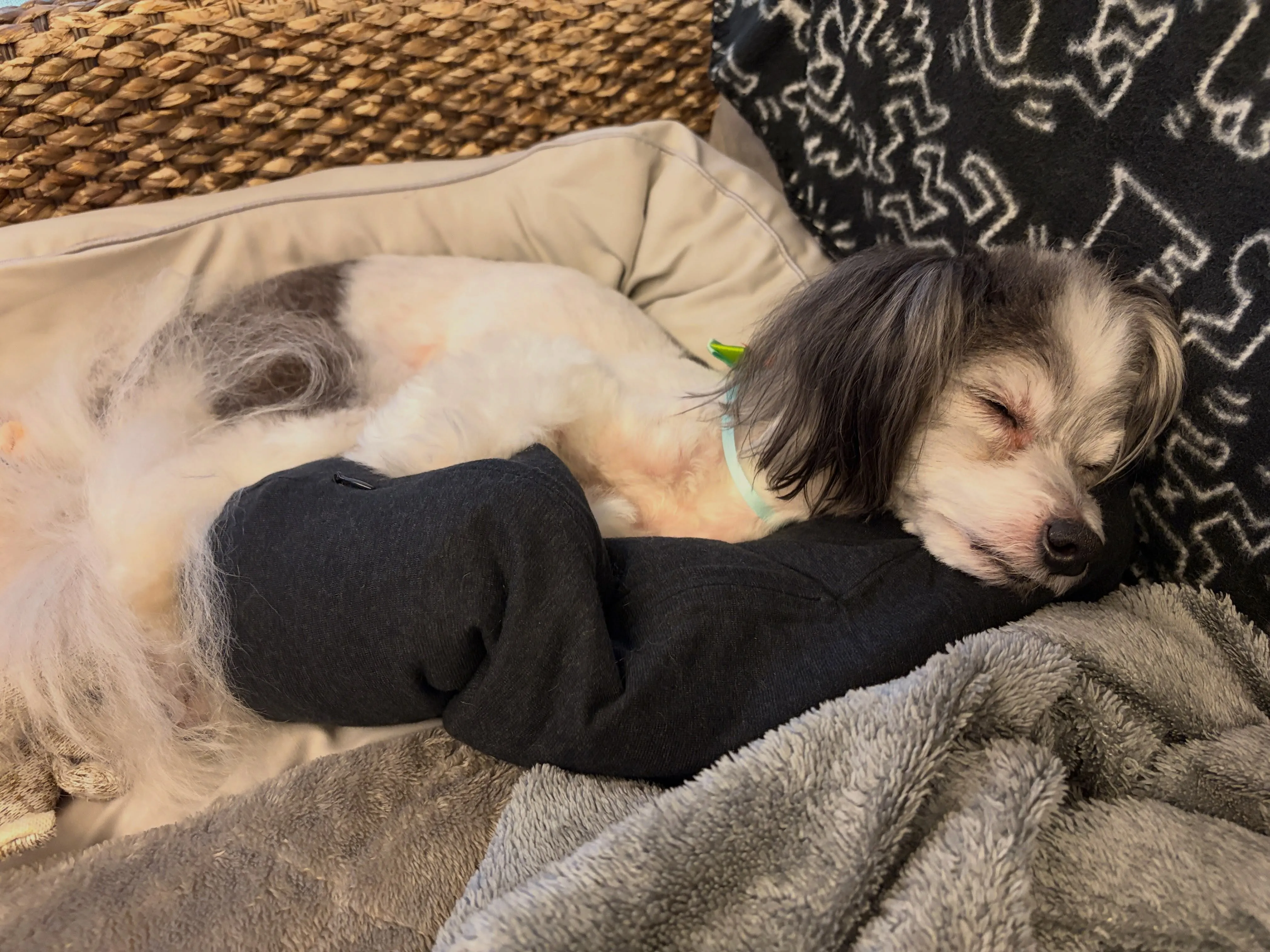 愛犬スカイ氏🐕