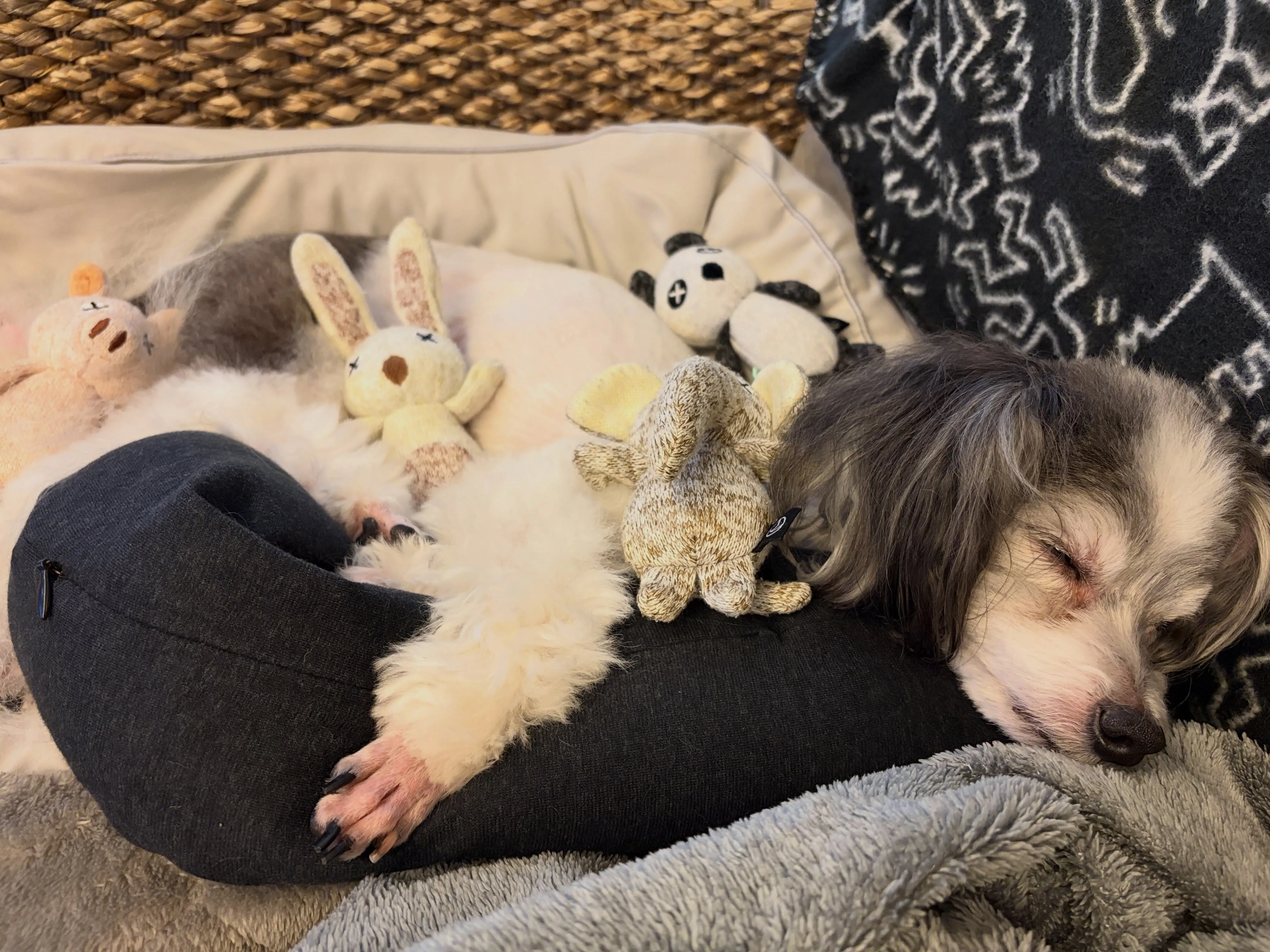 愛犬スカイ氏🐕