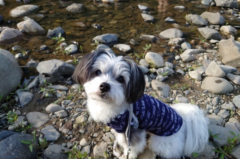我が家の愛犬スカイ氏