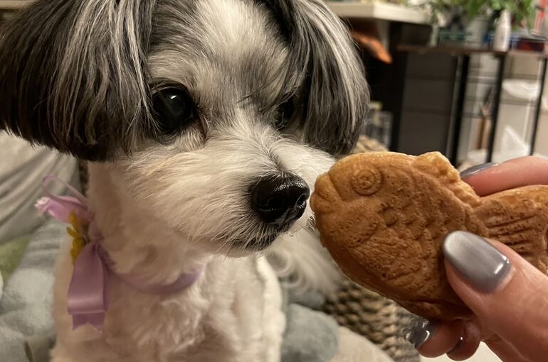 愛犬スカイ氏 誕生日