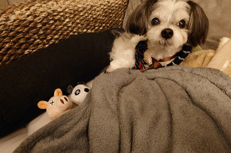愛犬の愛くるしい一コマ