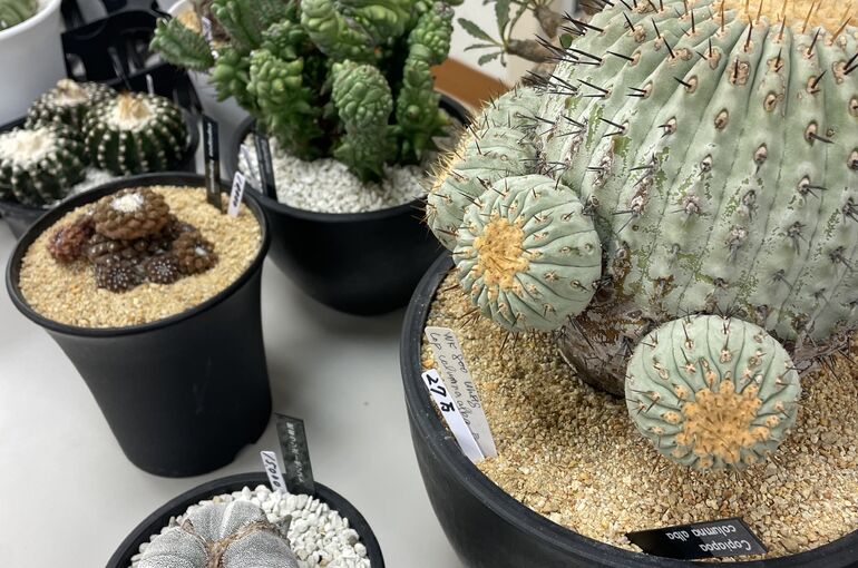 カーライフ以外にも。。。🌵